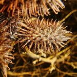 Xanthium strumarium Fruit