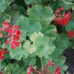 Pelargonium zonale花