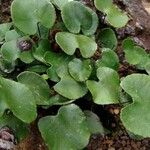 Adiantum reniforme 整株植物