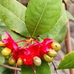 Ochna serrulata পাতা