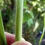 Panicum miliaceum Corteza
