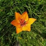 Lilium bulbiferumFlower