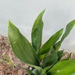 Aspidistra lurida List