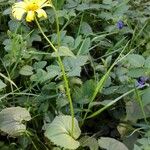 Doronicum pardalianches 整株植物