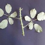 Rubus winteri Bloem