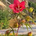 Hibiscus coccineus Fiore