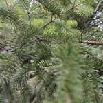 Abies nordmanniana Лист