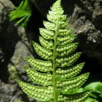 Polystichum lonchitis Плод