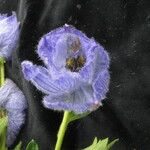 Delphinium brunonianum Облик