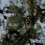 Dacrydium elatum অভ্যাস