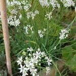 Allium tuberosum Lorea