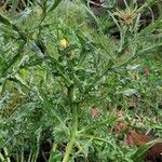 Centaurea maroccana 整株植物
