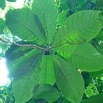 Chimarrhis cymosa 葉