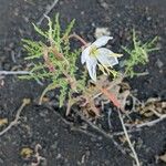 Oenothera pallida 花