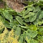 Colocasia esculenta Lapas