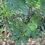 Caesalpinia echinata Листок