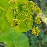 Smyrnium perfoliatum 花