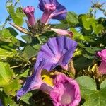 Ipomoea indica Цветок