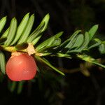 Taxus brevifolia Плод