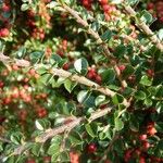 Cotoneaster horizontalis Övriga