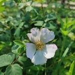 Rosa agrestis Flower