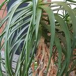 Aloe arborescens Frunză