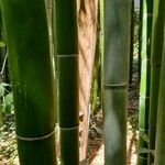 Phyllostachys reticulata Casca