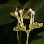 Guettarda combsii Virág