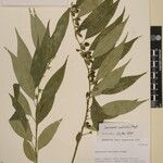 Sarcococca wallichii Otro