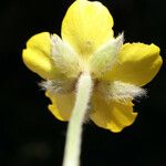 Ranunculus sprunerianus