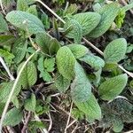Symphytum caucasicum Folha