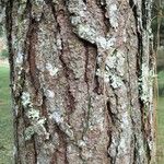 Pinus pseudostrobus Ŝelo