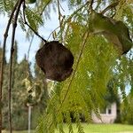 Jacaranda caucana পাতা