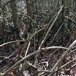 Rhizophora mangle Habitus