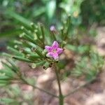 Macrocnemum roseum Flower