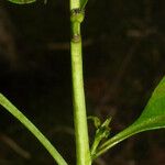 Aureolaria flava বাকল