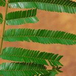 Pentaclethra eetveldeana Leaf