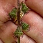 Agrimonia eupatoria Fruit