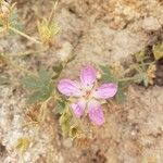 Geranium viscosissimum Kukka