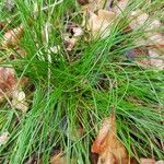 Festuca heterophylla Blatt