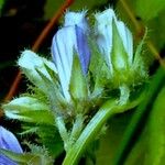 Lobelia siphilitica Λουλούδι