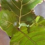 Ficus lyrataपत्ता