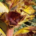 Orobanche gracilis Fleur