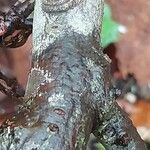 Sibiraea laevigata Bark