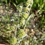 Pardoglossum cheirifolium Flower