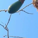 Ceiba speciosa Fruit