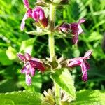 Stachys sylvatica Цвят