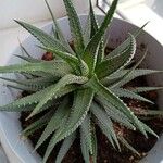 Haworthia attenuata পাতা