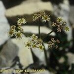 Heracleum pumilum Fleur