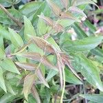 Jasminum polyanthum Leaf